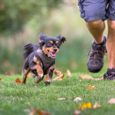 A resident and a dog running at the dog park at Cascade Village in Joint Base Lewis McChord, Washington