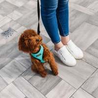 Resident and her pet dog together at Wyndham Hill in Grand Rapids, Michigan