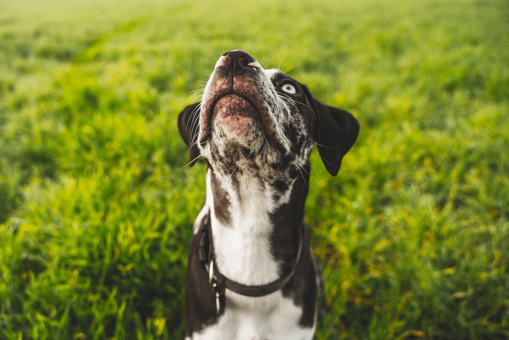 A close-up view of a dog in a field at Ravello 192 in Elkhorn, Nebraska