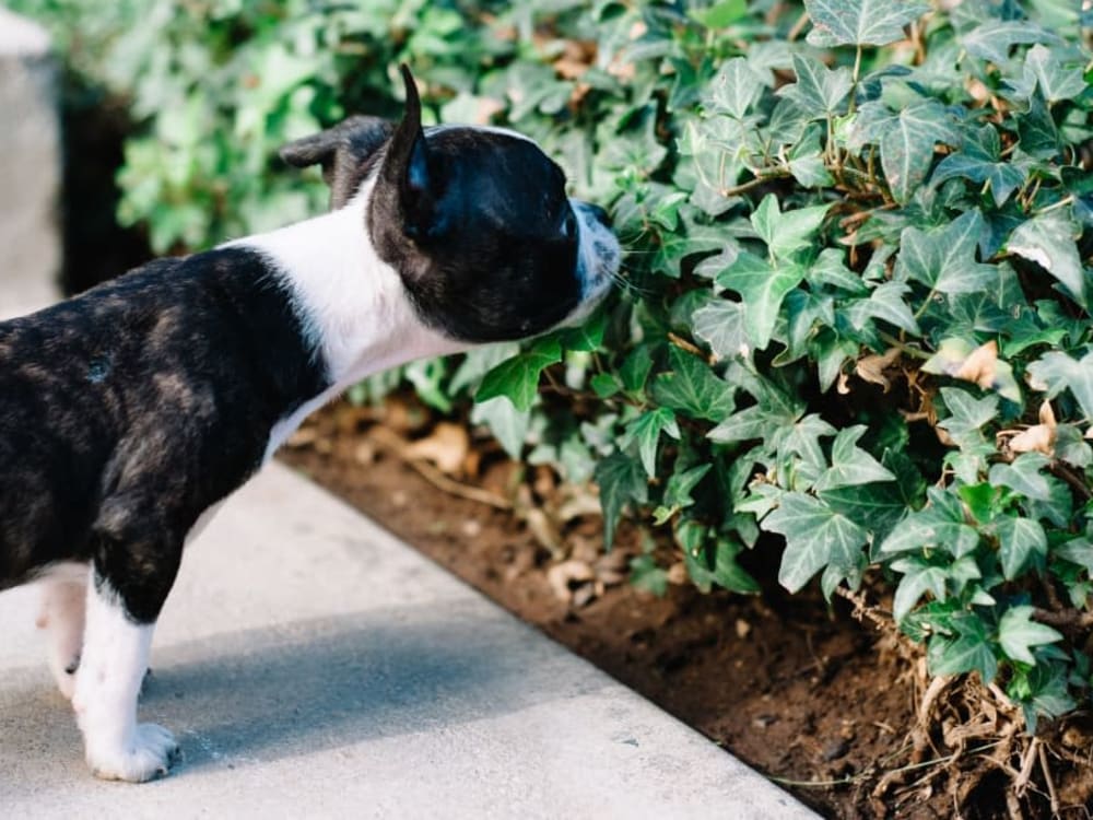 Resident pup sniffing the ivy at View at Marin in San Rafael, California