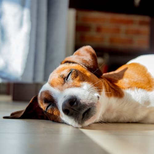 A house dog laying down at Ben Moreell in Norfolk, Virginia