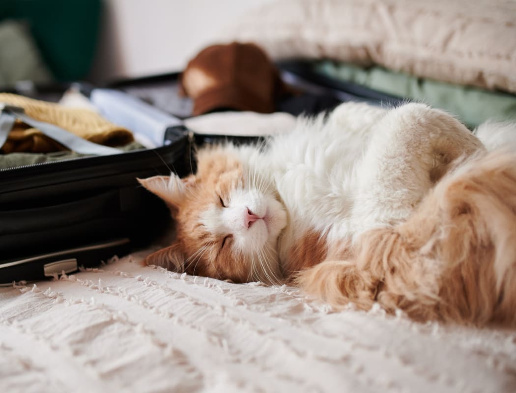 Dallas County Garland, TX Apartments for Rent Chandler Heights The Haylie