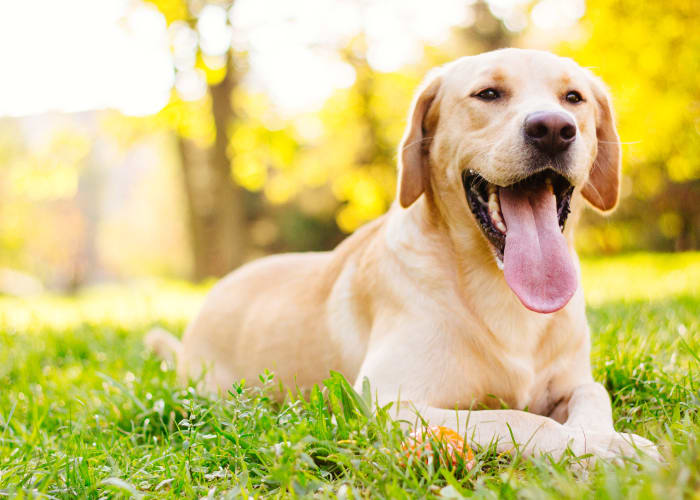 Cute puppy laying on the grass at Breakwater Apartments in Santa Cruz, California