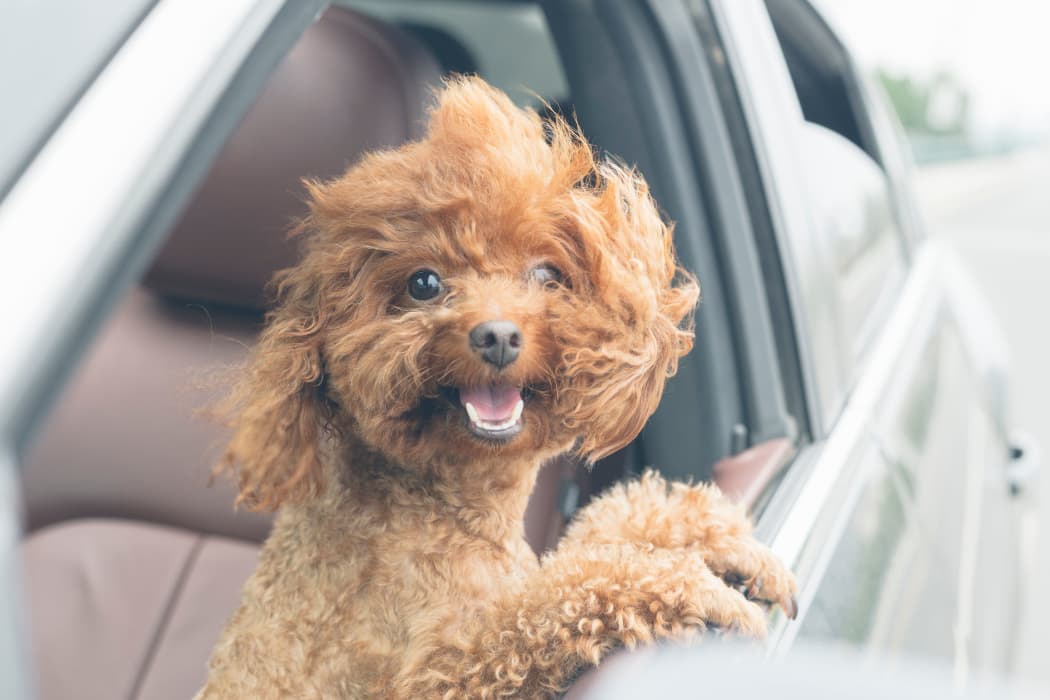 Dog in a car at The Chimneys Apartments in El Paso, Texas