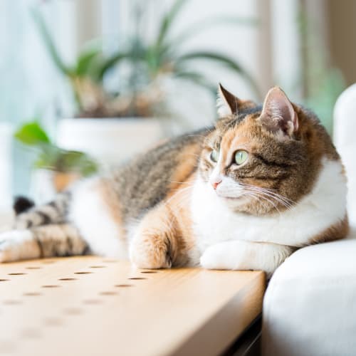 A house cat laying down at Bard Estates in Port Hueneme, California