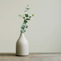 Cute plant at Renaissance At North Park in Lubbock, Texas