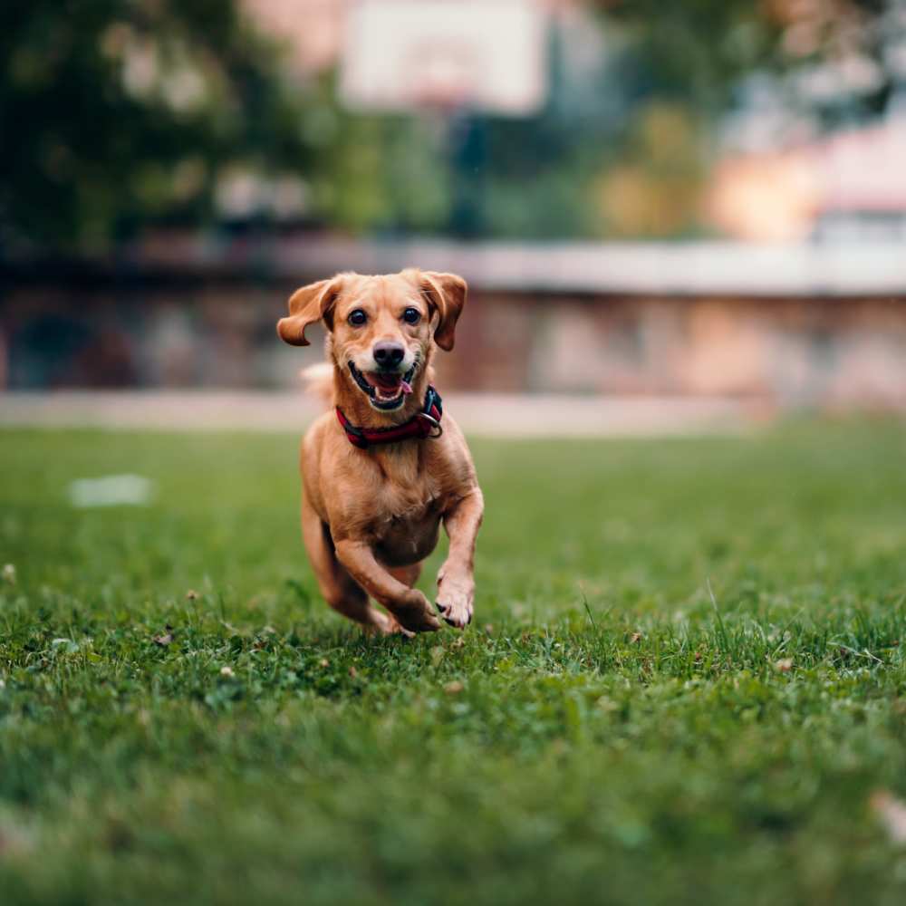 A playful dog dashing through grass at Union Place in Missoula, Montana