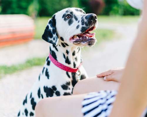 Happy dog with her owner near Oakbrook Apartment Homes in Vancouver, Washington