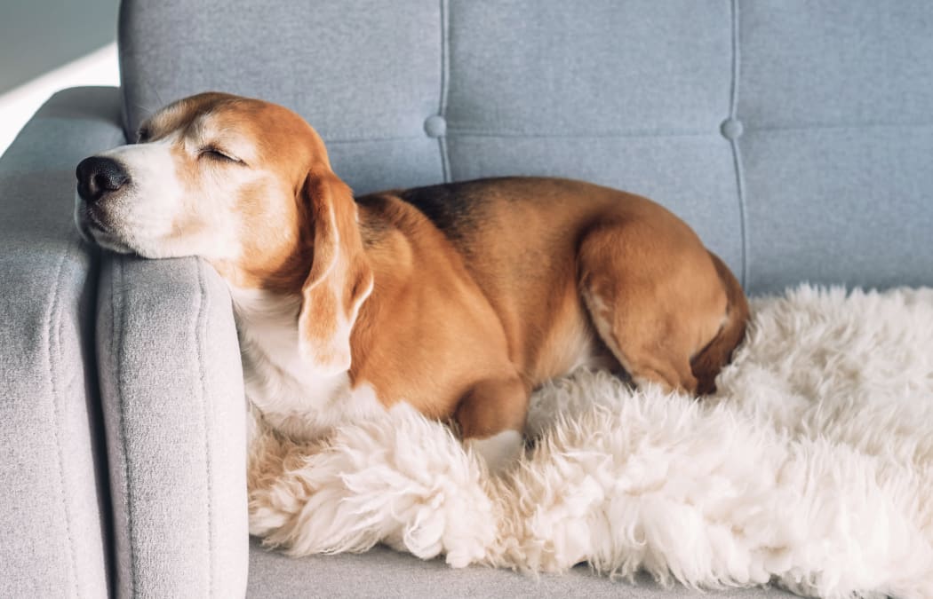 Pet Friendly Apartments For Rent In West Hewitt Texas