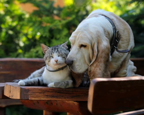 A dog and a cat share a park bench near Laguna Ellis in Concord, California