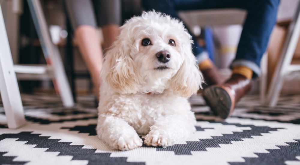 Cute pet dog resting on the floor at Vista in San Jose, California