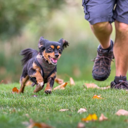 A resident and a dog running in a grassy area near JFSC in Norfolk, Virginia