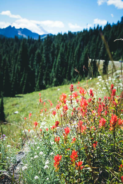 red wildflowers growing on the side of a meadow with trees and a mountain in the background