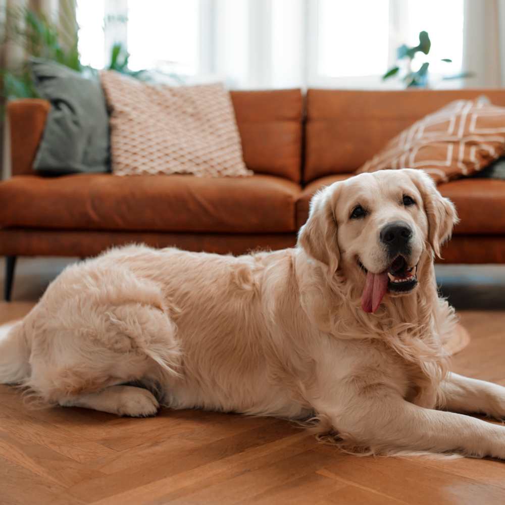 Pet-friendly apartment at Woodland Apartments San Antonio in San Antonio, Texas