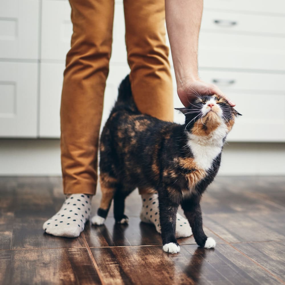 Resident petting their cat at Wisdom Place in Modesto, California