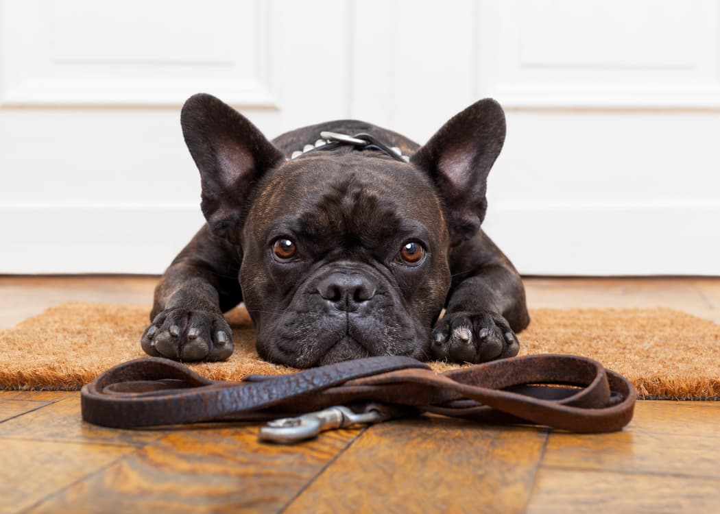 Dog waiting for its owner in their new home at Lumiere Chandler in Chandler, Arizona