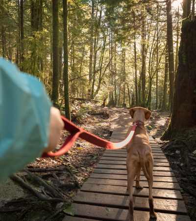 Resident walking their dog through a wooded park near Brentwood Apartments in Portland, Oregon