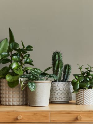 Succulents on a dresser at Apple Creek Apartments in Stillwater, Oklahoma