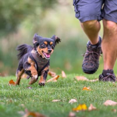 A resident and a dog running at a dog park near O'Neill Heights East in Oceanside, California