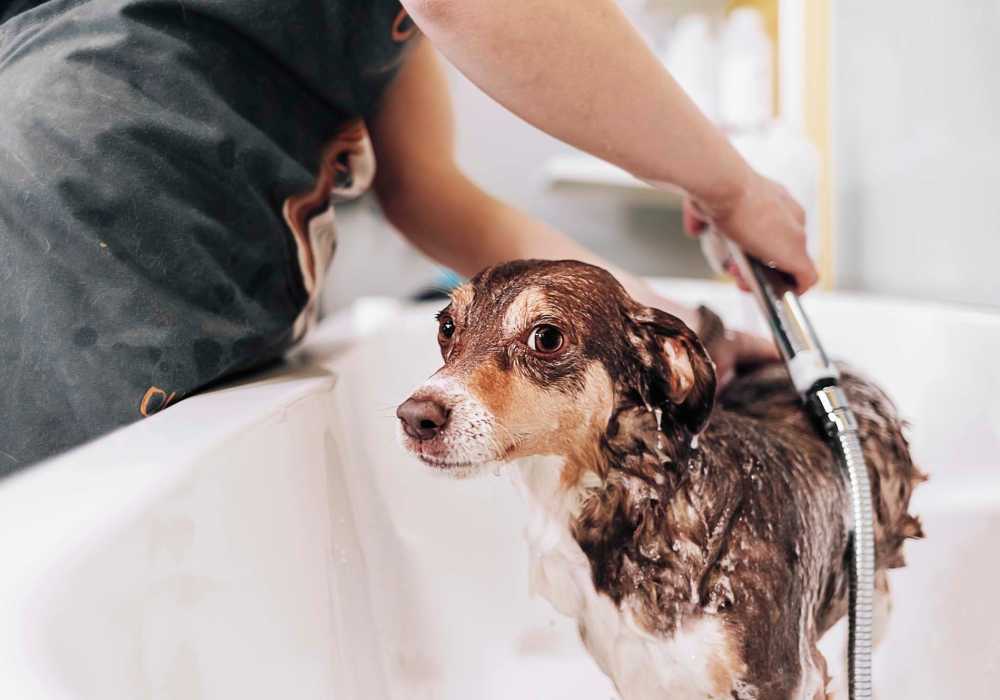 Dog getting a bath at Athena Garden Apartments in Athens, Texas