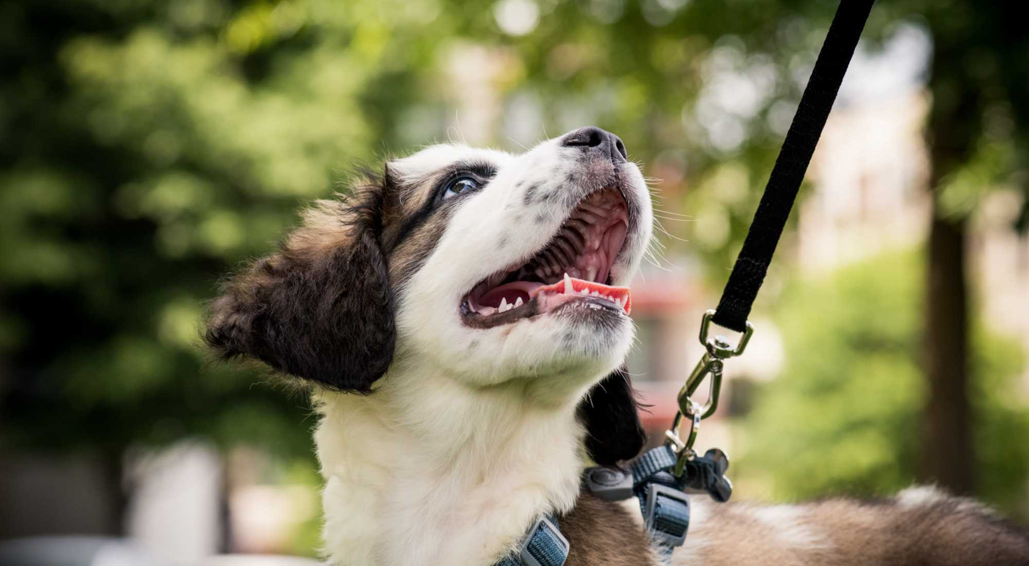 Pet Friendly | Waterstone Terrace in Benicia, California