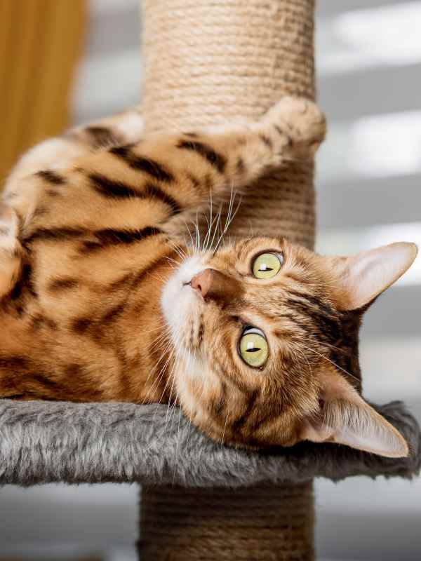 Pet-friendly homes at Dwell @ 5th and Farmer in Tempe, Arizona