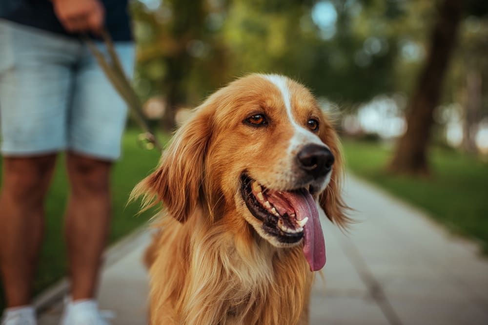 Happy dog walking near West Lake Vistas in Austin, Texas