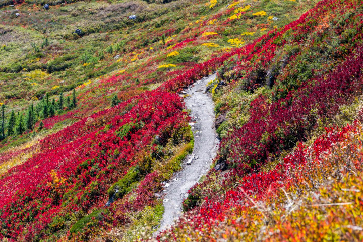 a walking trail through a mountainside of wildflowers with red, orange, and yellow flowers mixed together
