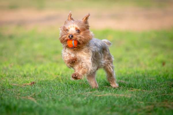 On-site dog park at The Oaks At Northshore in Chattanooga, Tennessee 