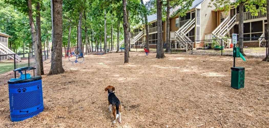 Dog playing at Six Forks Station