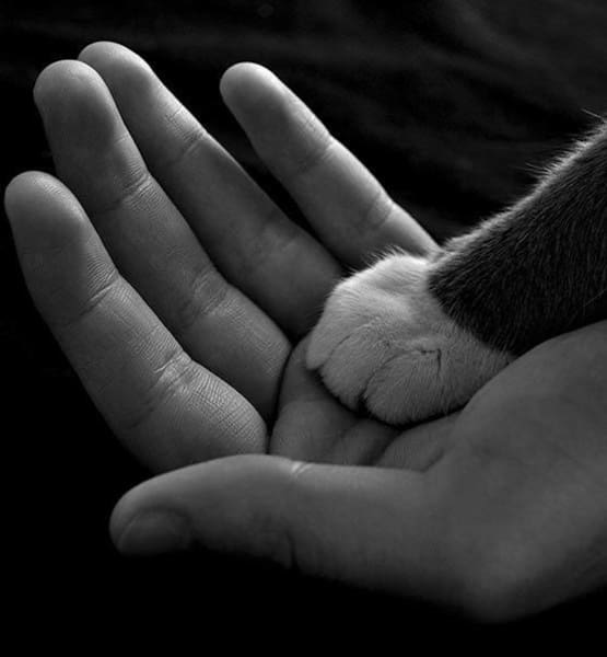 Kitten paw in human hand at Parkview Animal Hospital
