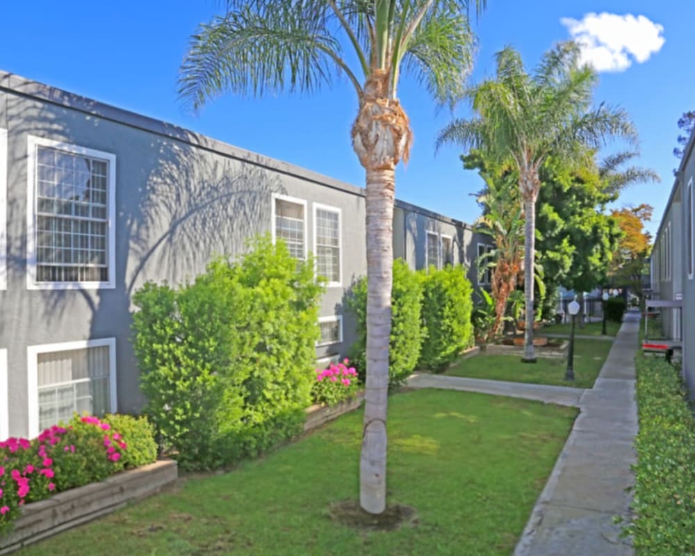 Palm trees between the buildings at Sequoyah Apartments in Concord, California