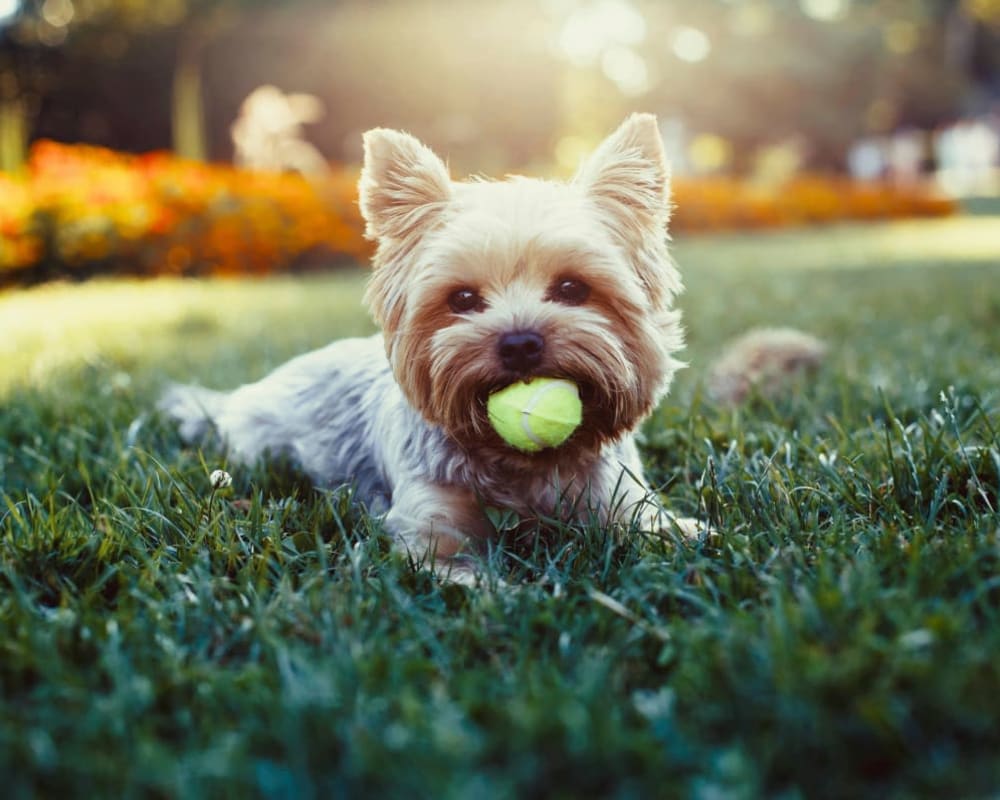 Handsome pup relaxing with his ball outside on the green grass at The Braxton in Palm Bay, Florida