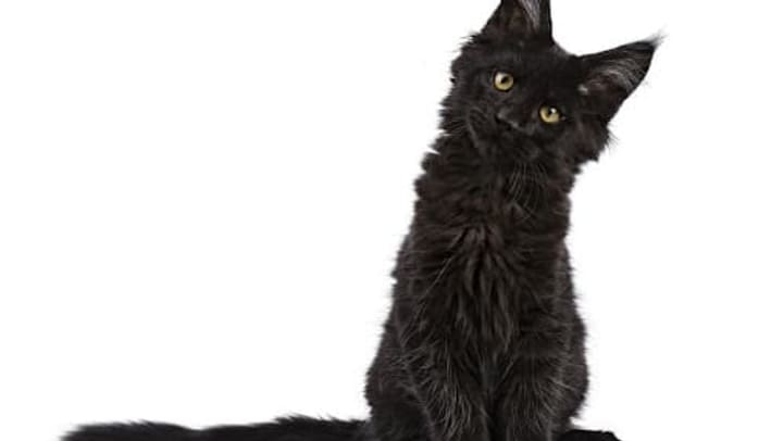 A black cat tilting his head