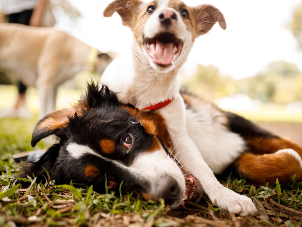 Happy dogs at Avenue @Creekbridge in Brandon, Florida