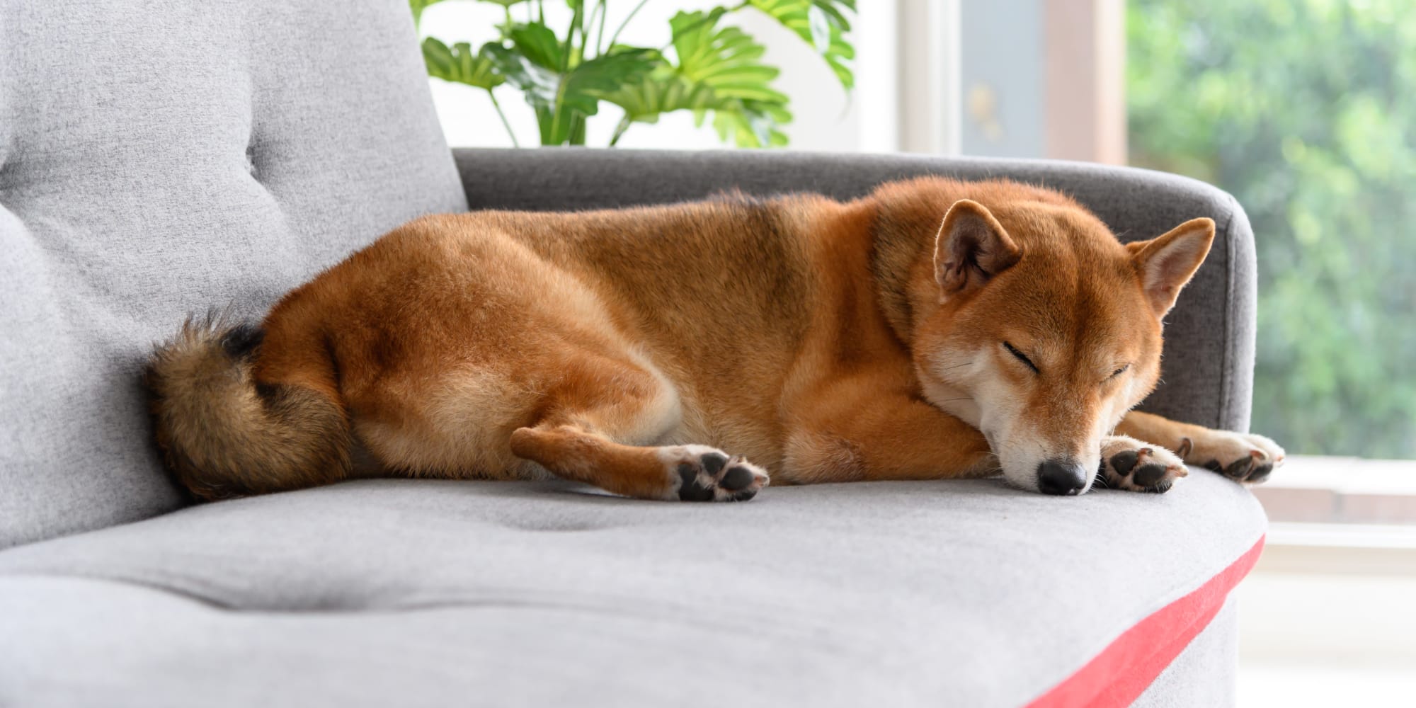 Pet Friendly Rentals Durham