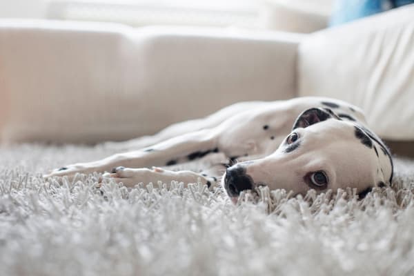 Dog laying on the floor at The Avant at Steele Creek in Charlotte, North Carolina