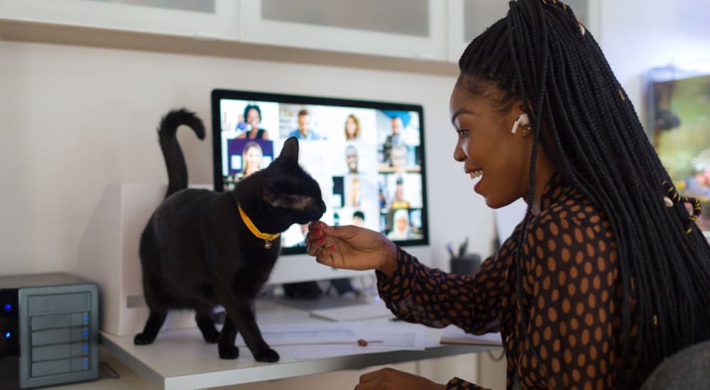 Happy cat distracting their parent while they work from home at The Quarry Apartments in La Mesa, California