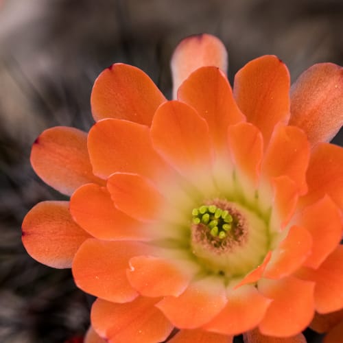 cactus flower at Adobe Flats V in Twentynine Palms, California