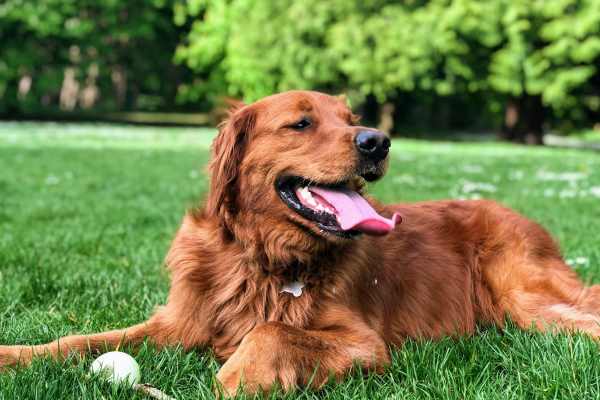 dog park nearby 