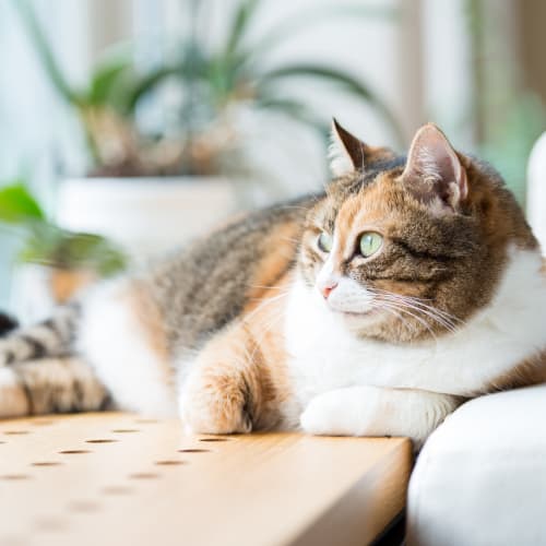 a relaxing cat at Ben Moreell in Norfolk, Virginia