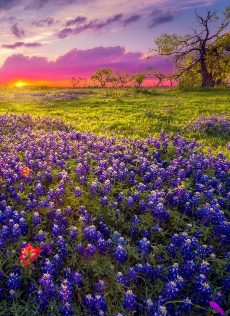 Beautiful local field near Marquis at Silver Oaks in Grapevine, Texas