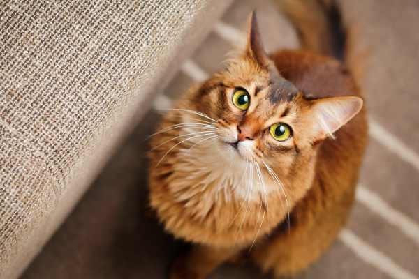 Cat posing for a photo at Windfern Meadows in Houston, Texas