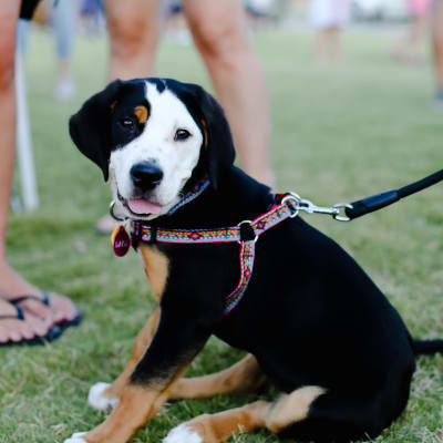 Cute puppy dog on a leash at the park near BB Living Light Farms in Celina, Texas