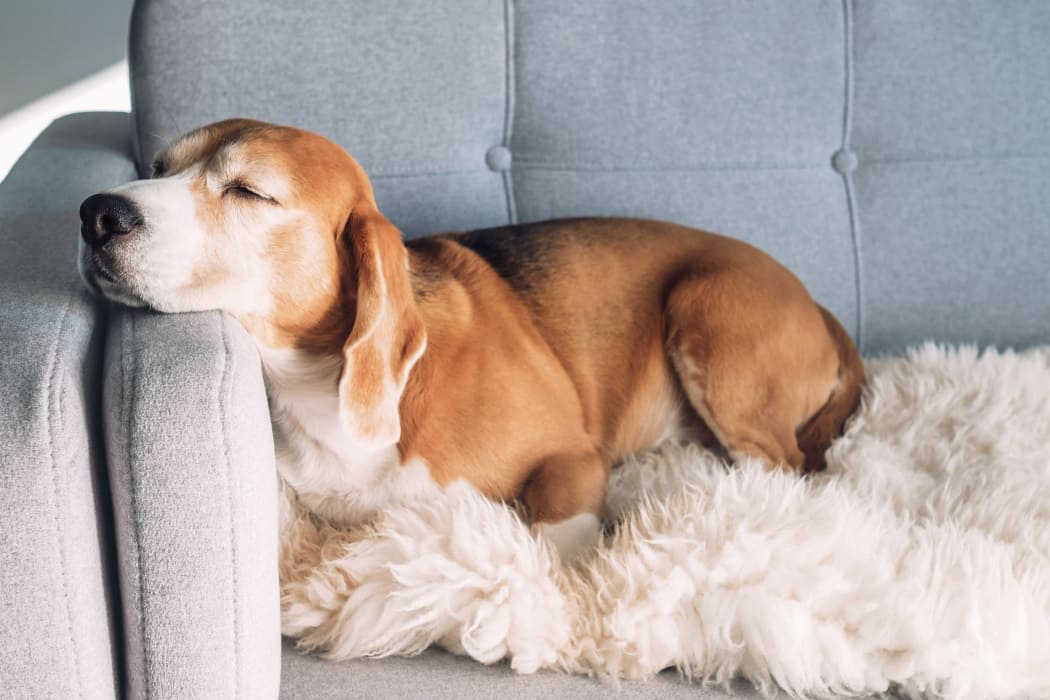 Sleepy puppy on a couch at Acacia Park Apartments in El Paso, Texas