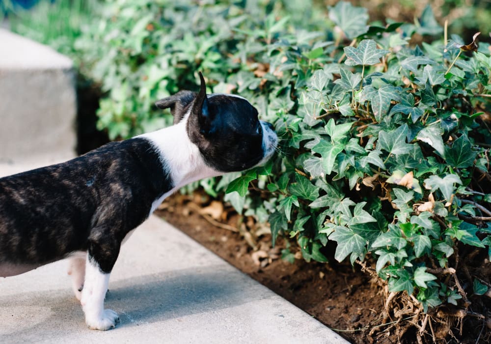 Boston terrier puppy on a walk through the garden-style Terra Camarillo community in Camarillo, California