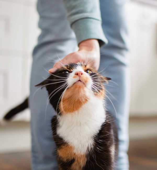 Person petting a calico cat at Retreat at the Park in Burlington, North Carolina