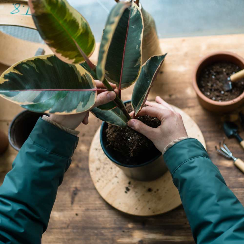 Resident potting a plant at Crenshaw Trace in Wake Forest, North Carolina