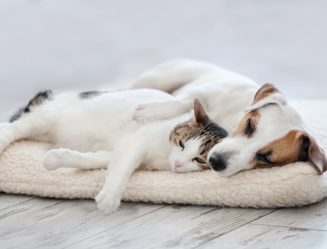 Dog and cat napping together in their new home at Ashton Village in Portsmouth