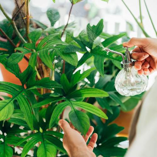 Monstera plant at Citrus Run Apartments in Tampa, Florida
